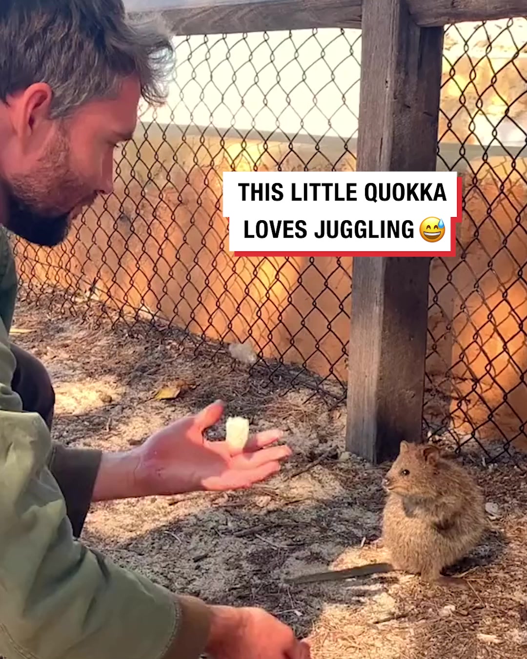LADbible Video hub Quokka reacts to juggling