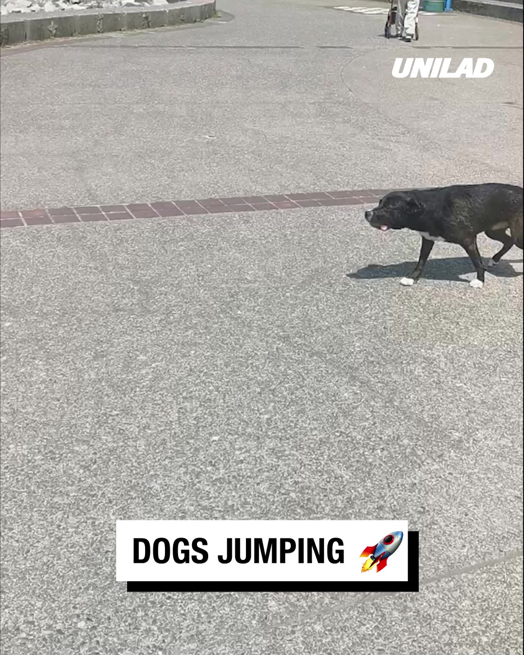 LADbible Video hub Impressive Dog jumps