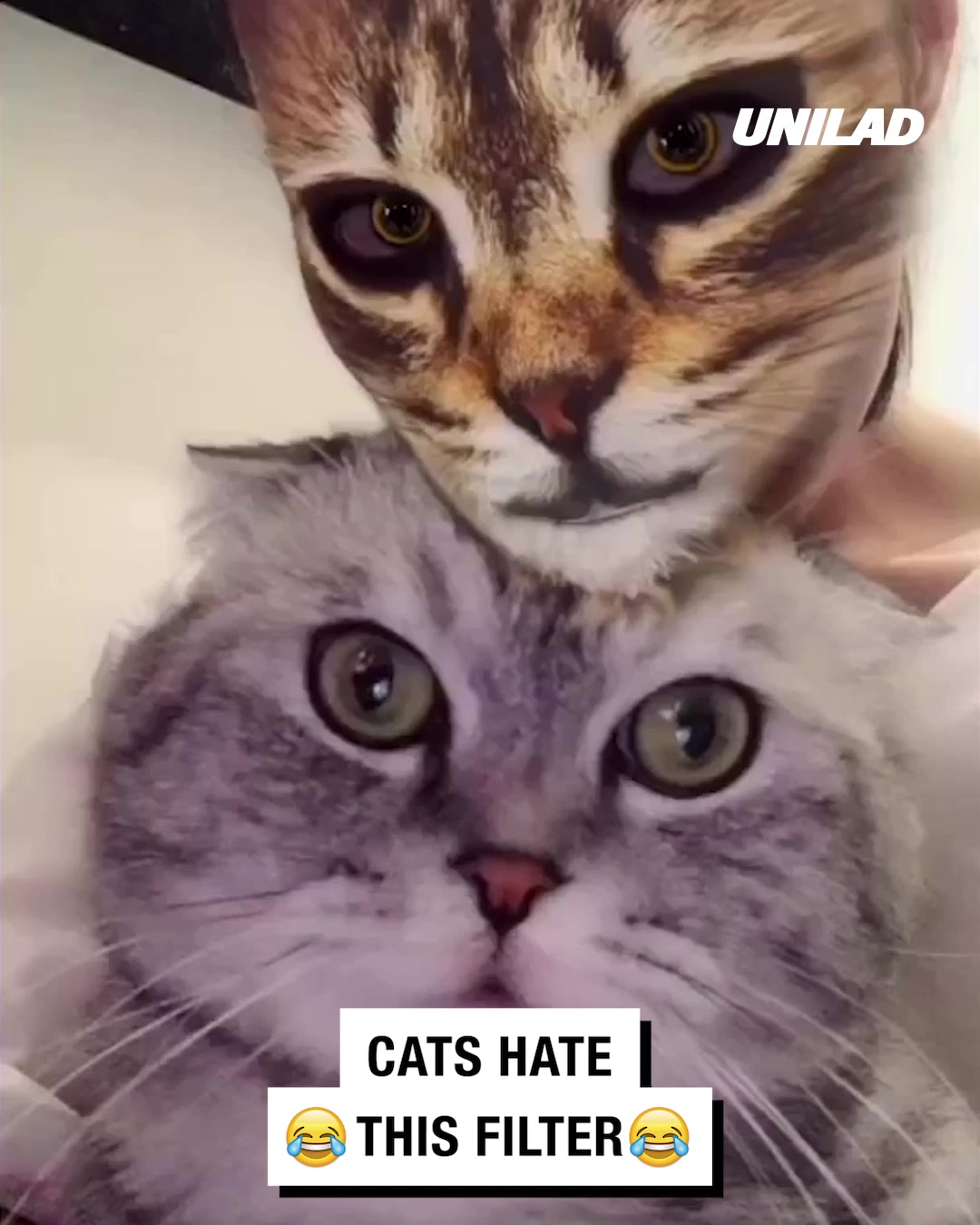 LADbible Video hub Cats vs cat face filter