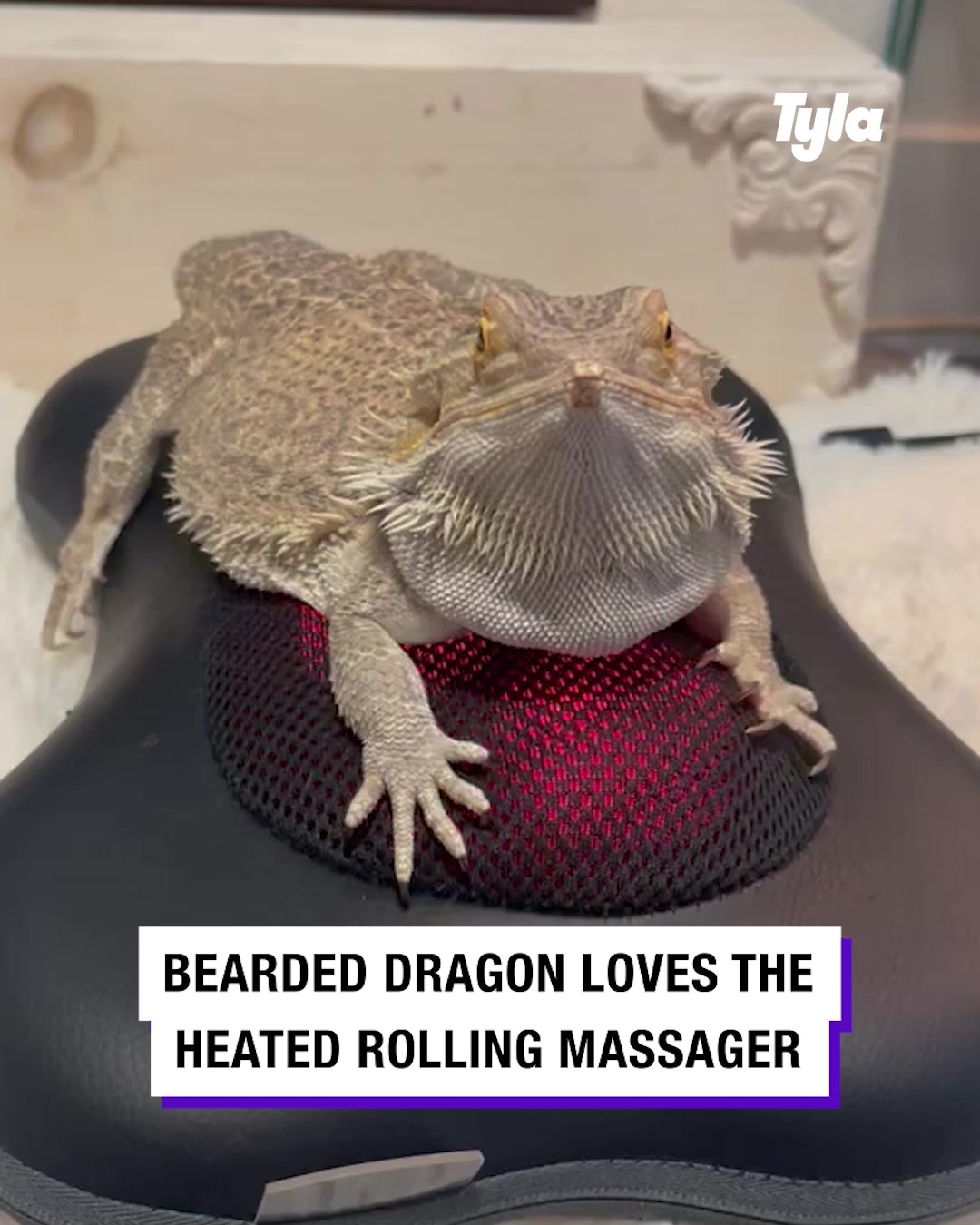 LADbible Video hub Bearded dragon takes a ride on a heated rolling