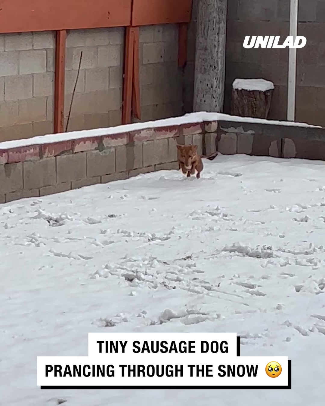 LADbible Video hub Dog Jumps Through Snow With Joy