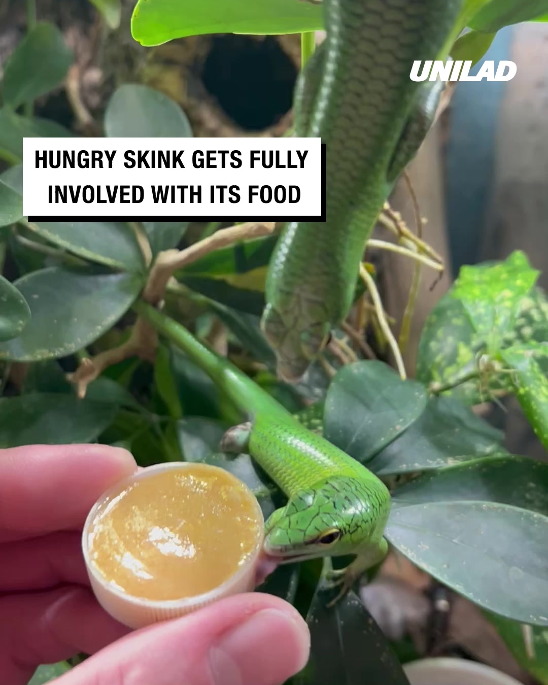 ladbible-video-hub-hungry-lizard-falls-into-food