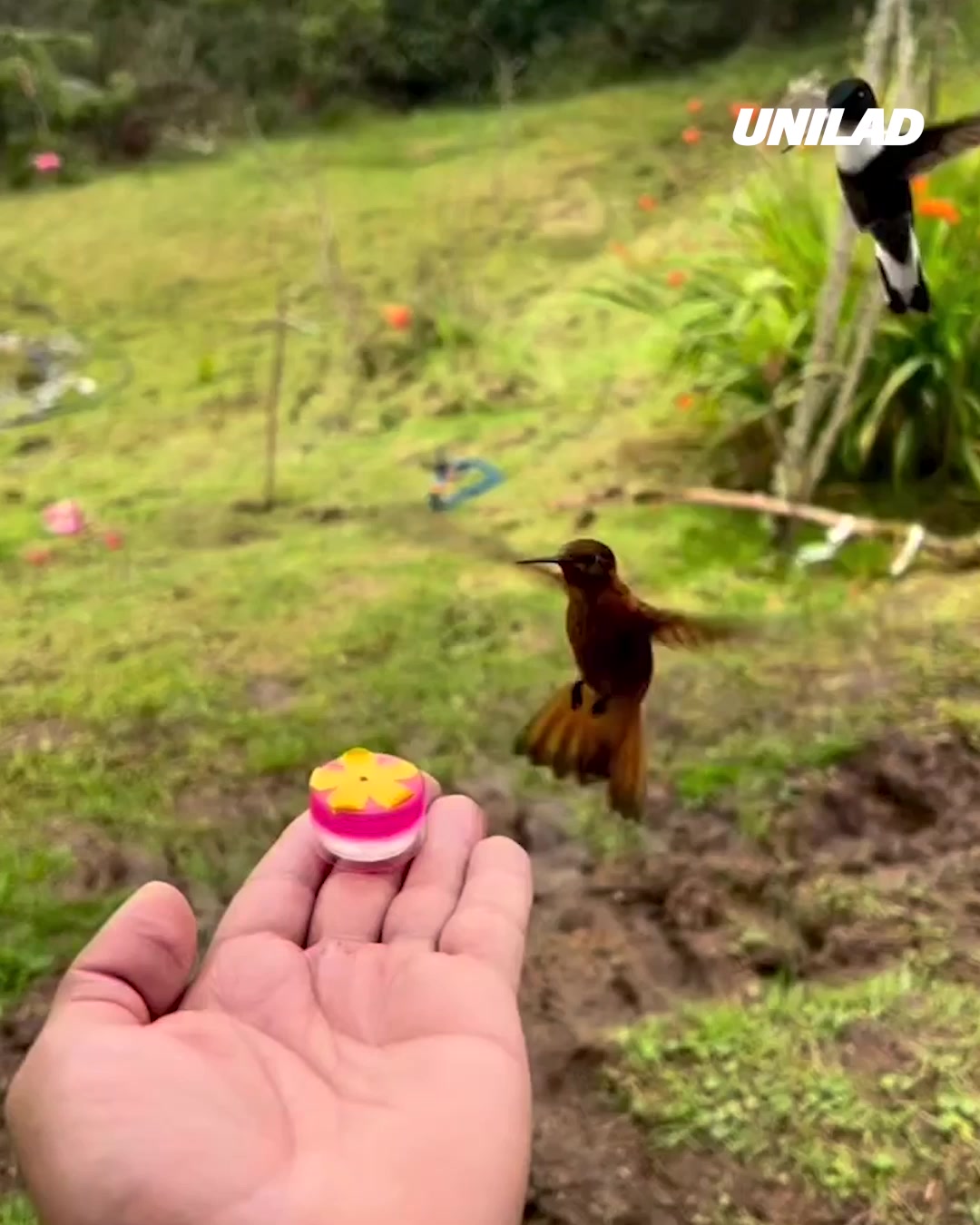 ladbible-video-hub-hand-feeding-hummingbirds