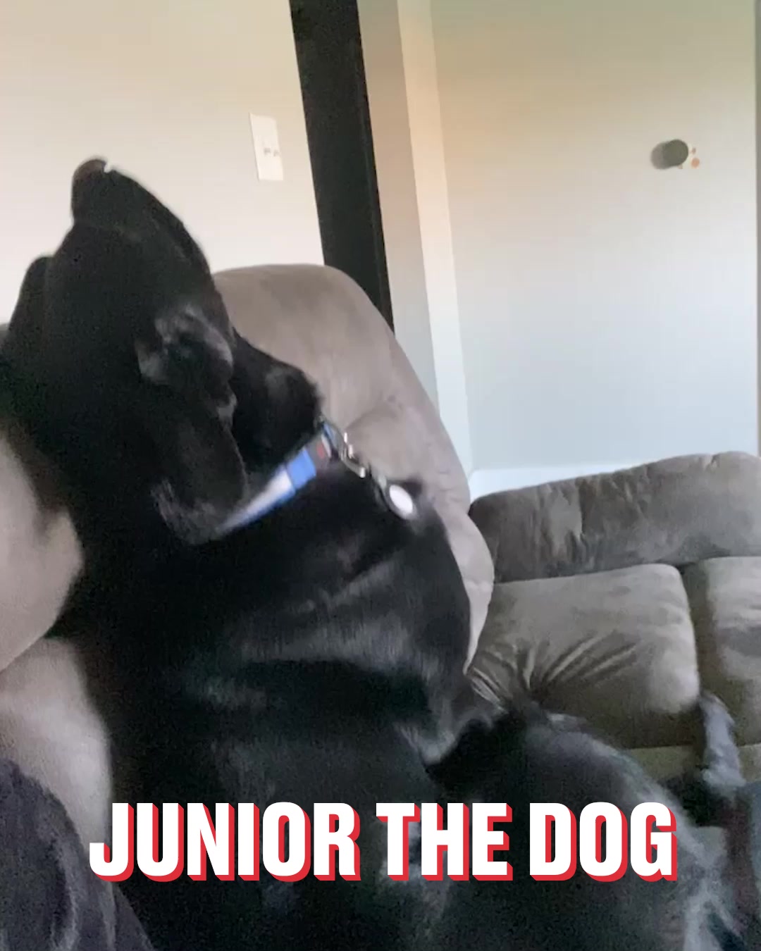 LADbible Video hub Dog throws hilarious temper tantrum