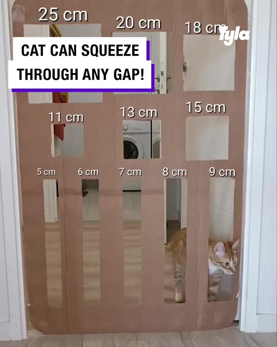 LADbible Video hub Cat jumps and squeezes through smaller and smaller spots