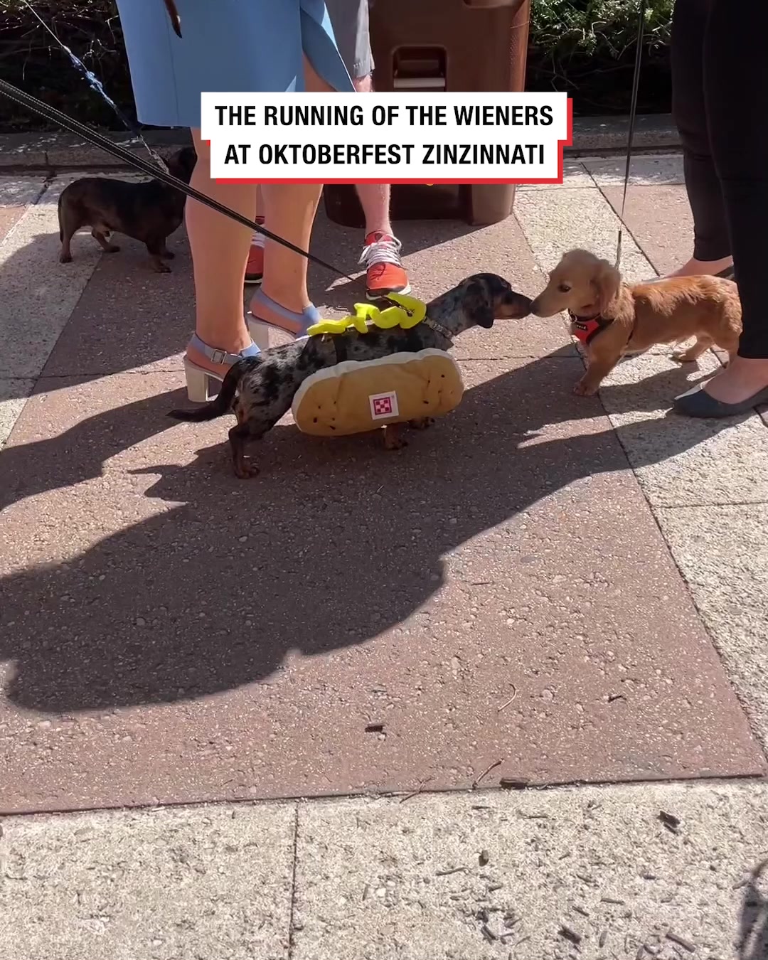 LADbible Video hub Oktoberfest sausage dog race