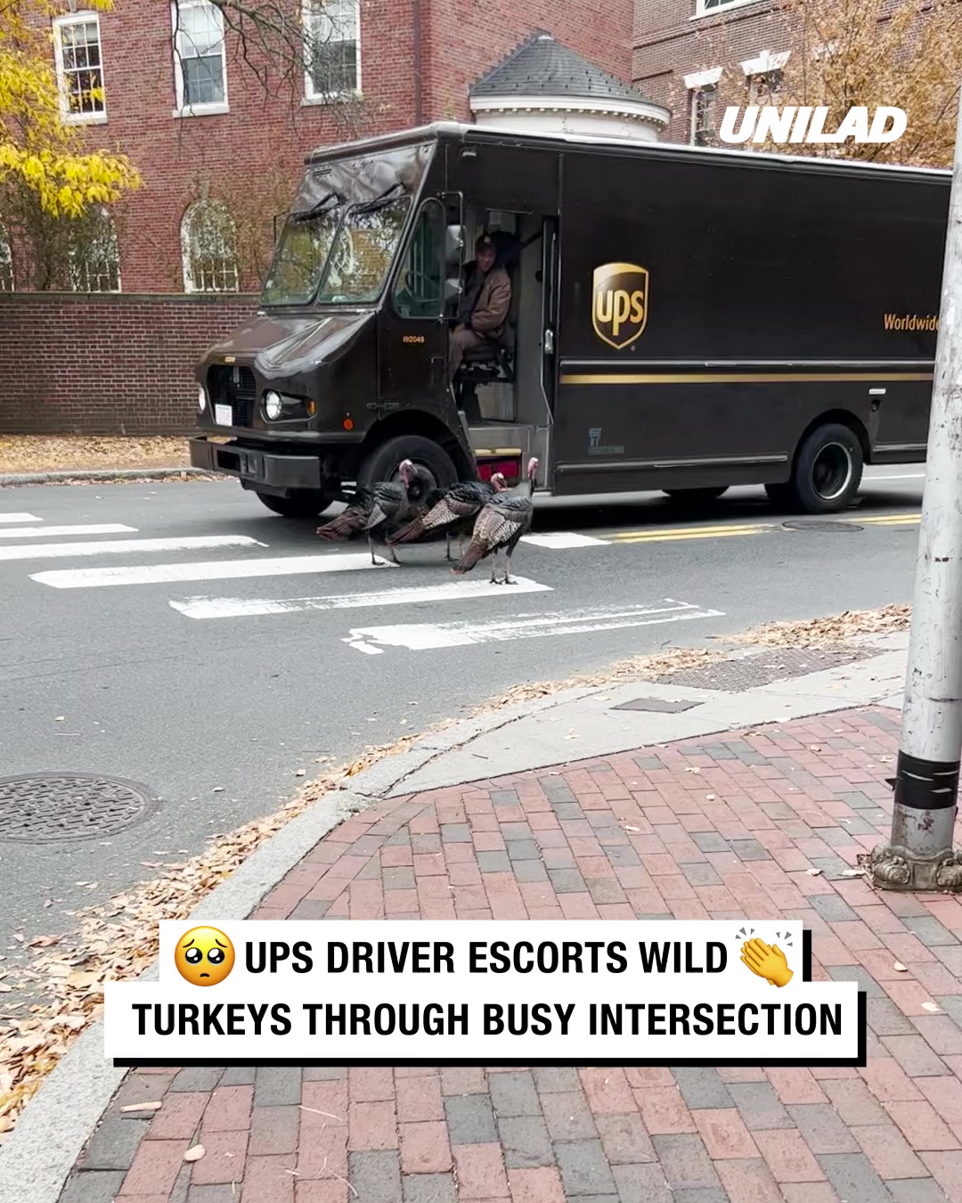 LADbible Video hub UPS Driver Escorts Wild Turkeys Through Busy