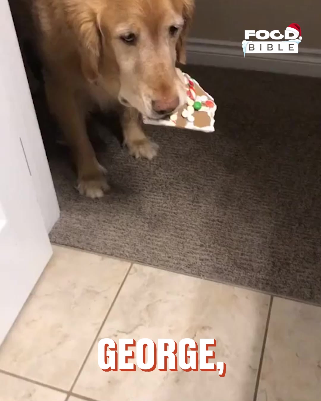 LADbible Video hub Sneaky Dog Eats Gingerbread House 🐶👀