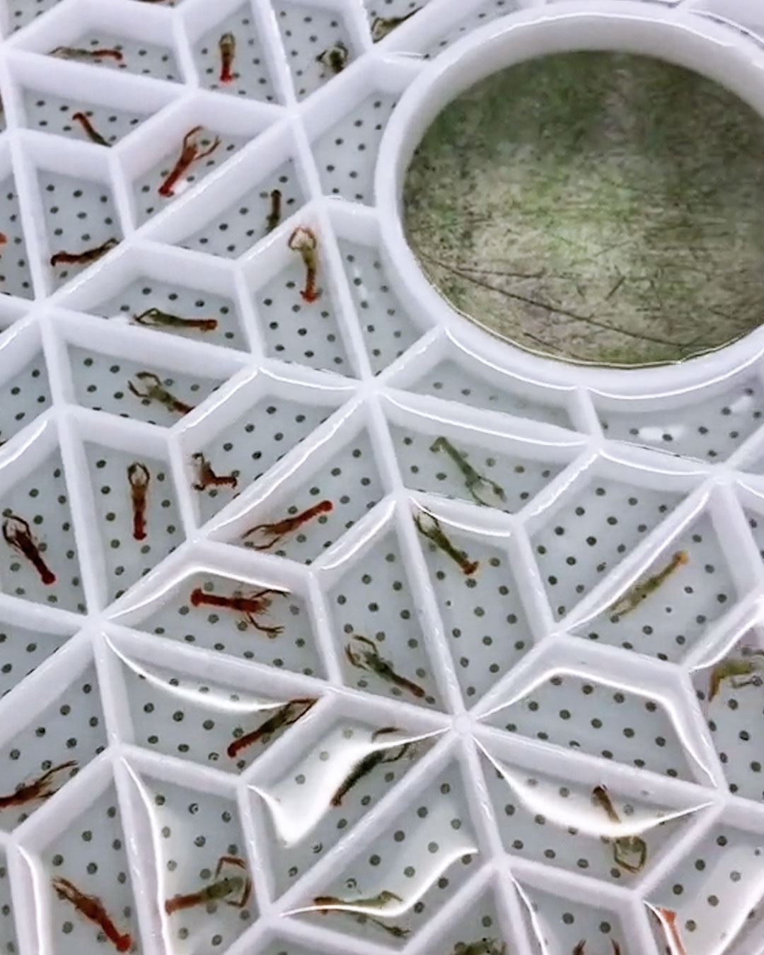 LADbible Video hub How Lobster Hatchlings Are Grown