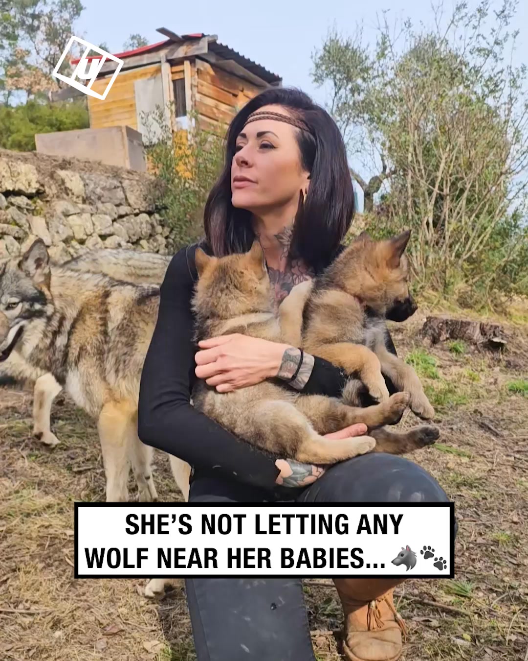A Wolf’s Trust Is Hard to Earn…😳🐺